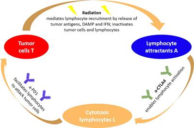 Modeling Radioimmune Response—Current Status and Perspectives